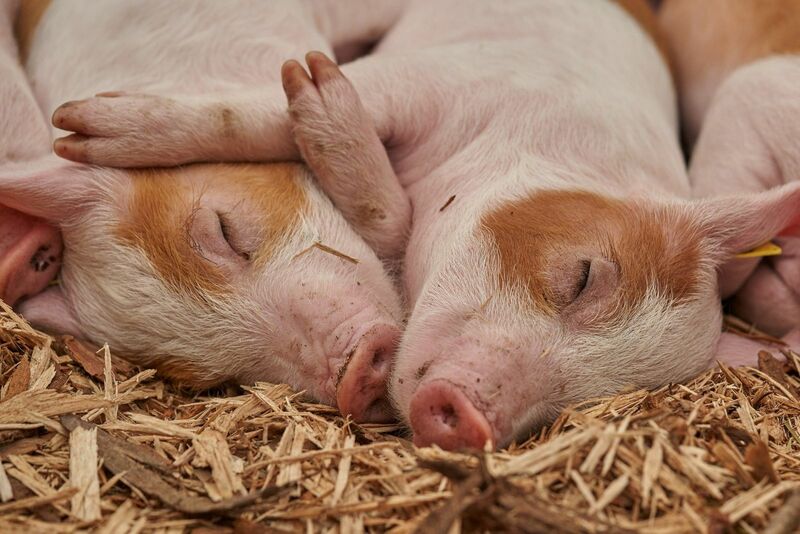 Piglets Sleeping Next to Each Other